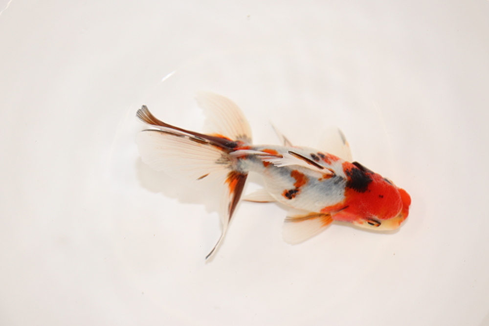 浜松　二橋養魚場産　東錦（ニハシアズマ）　当才魚　約11ｃｍ　⑬