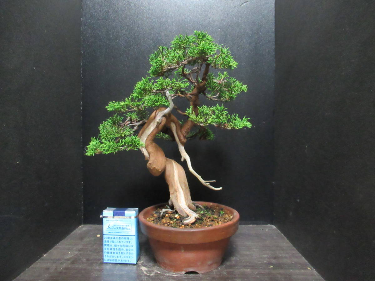 オンライン激安店舗 貴風盆栽 ☆ 真柏 ☆ 樹高 約29cm