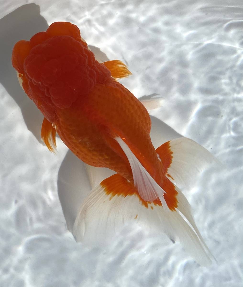 COBRA - Oi メルカリ コブラ GREATEST Cobra I – | Greatest : oi! HITS! ミュージック 東京暴動(DVD)