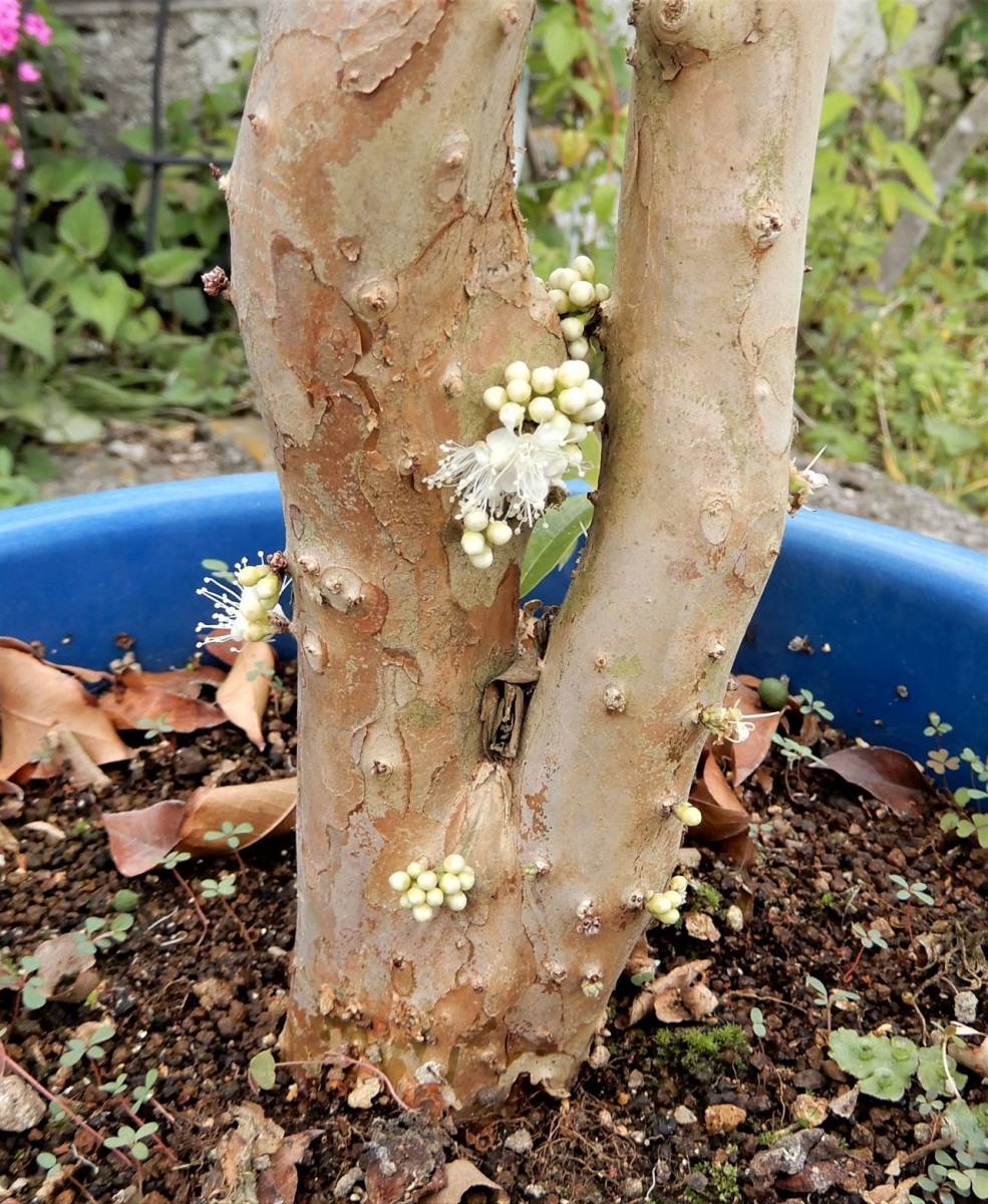 ジャボチカバ 実生苗二本植え 観葉植物 売買されたオークション情報 Yahooの商品情報をアーカイブ公開 オークファン Aucfan Com