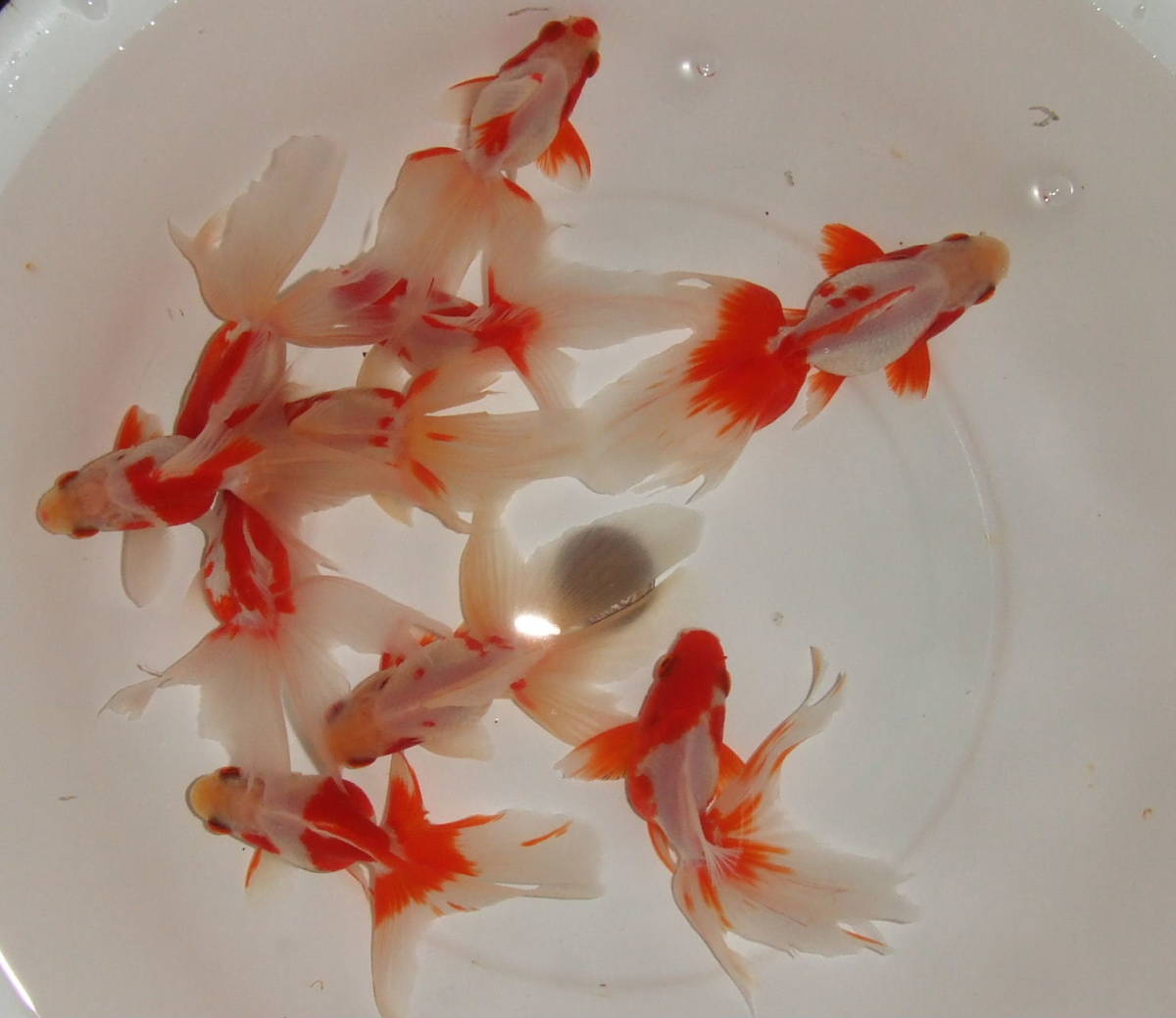 2026，SALE 優雅な国産金魚；No 03 ：更紗流金 10匹 約6 7.5㎝ 画像の10匹(金魚)｜売買されたオークション情報、yahooの商品情報をアーカイブ公開 - オークファン その他