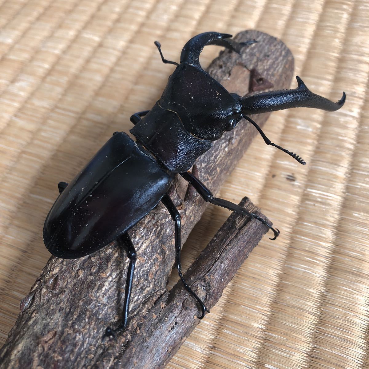 【最新作，豊富な】 マンディブラリスフタマタクワガタ　初齢　幼虫　5頭セット