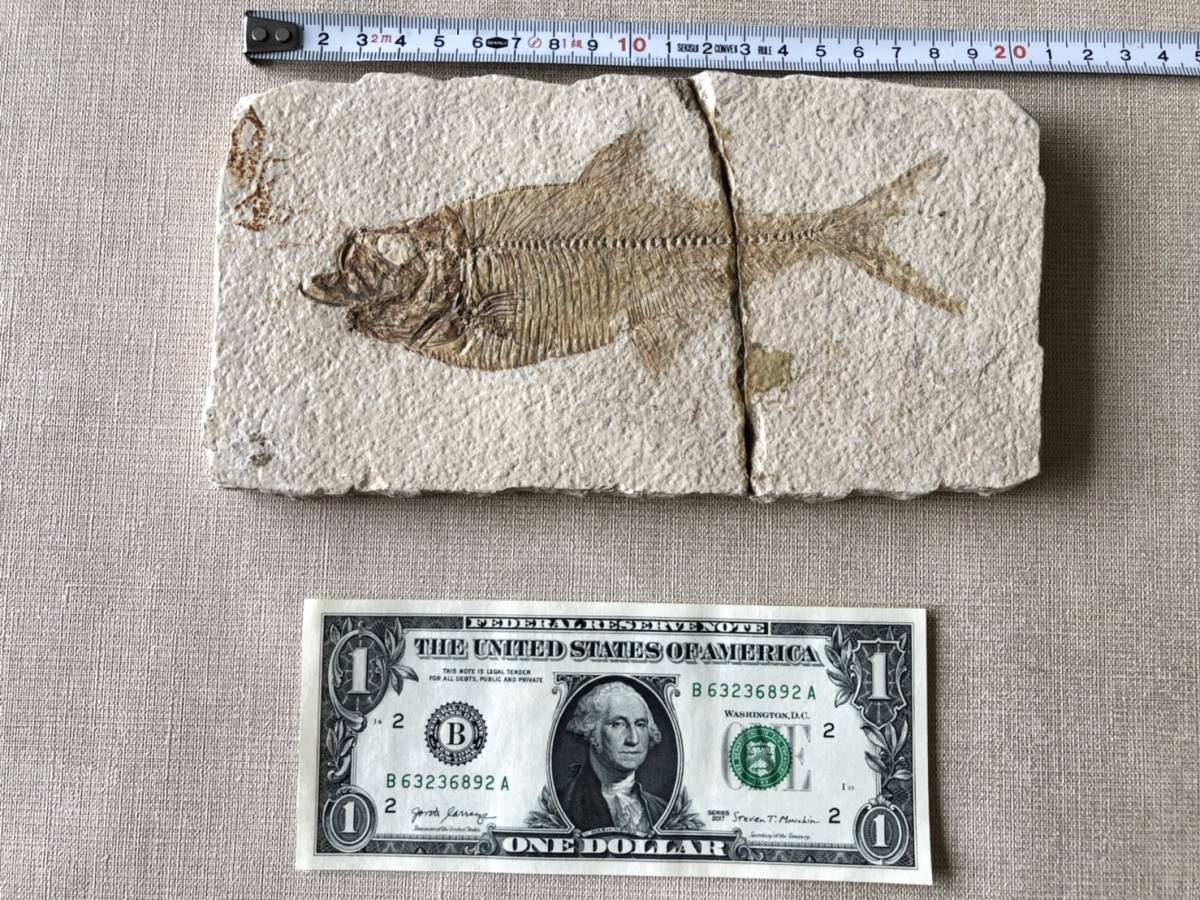ドイツ・ゾルンフォーフェンより採集されたジュラ紀の古代魚