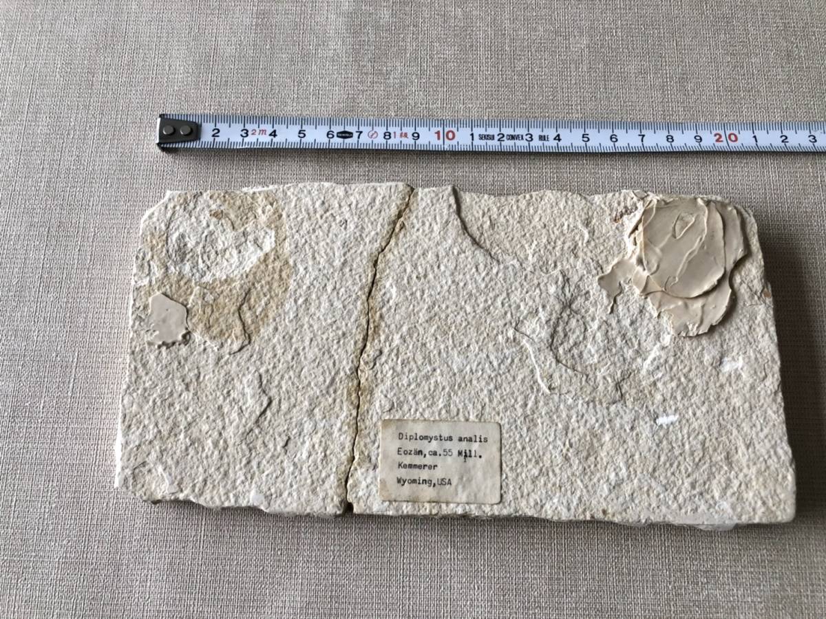 ドイツ・ゾルンフォーフェンより採集されたジュラ紀の古代魚