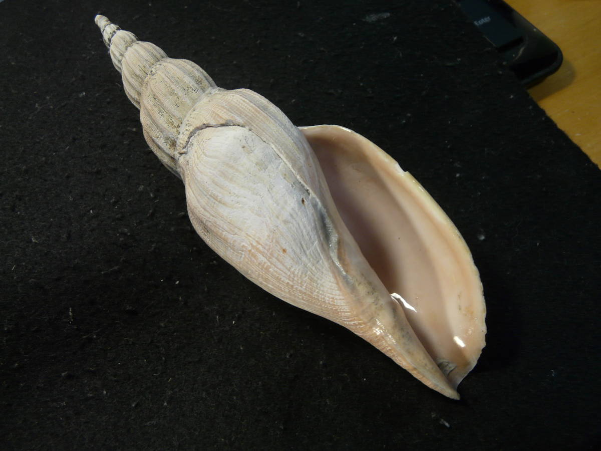 l521155705.1