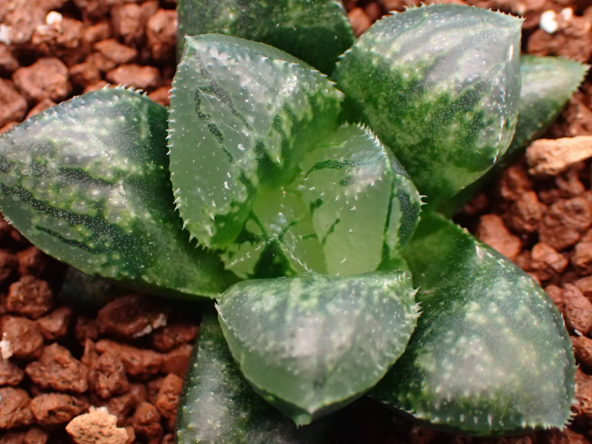 16【実生未繁殖】多肉植物 ハオルチア