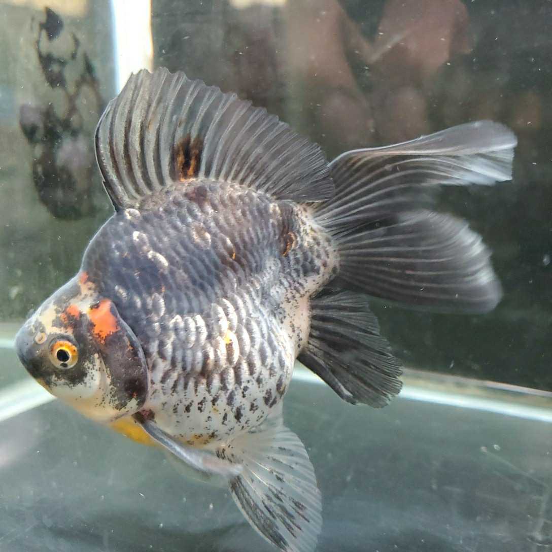越後上越産キャリコ玉サバ当歳 墨銀鱗13cm