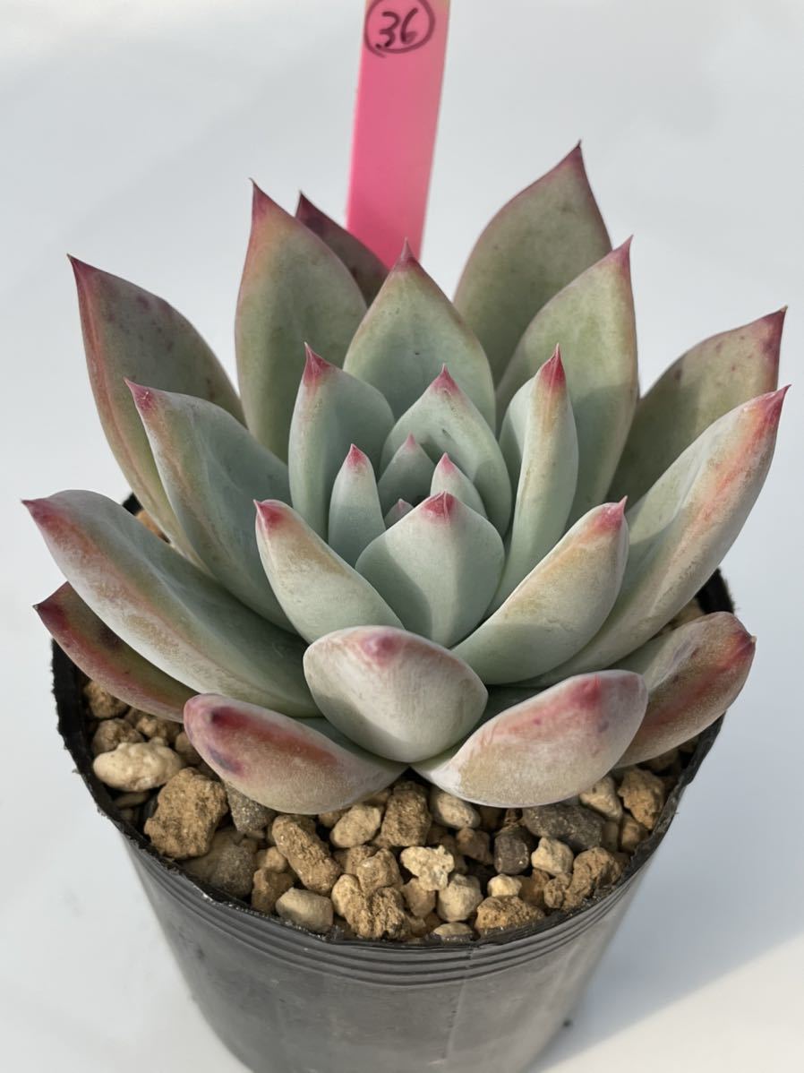 36.エケベリア ・多肉植物(実生苗) リンゼアナXコロラータタパルパ_1