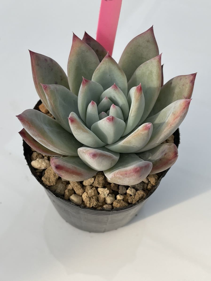 36.エケベリア ・多肉植物(実生苗) リンゼアナXコロラータタパルパ_2