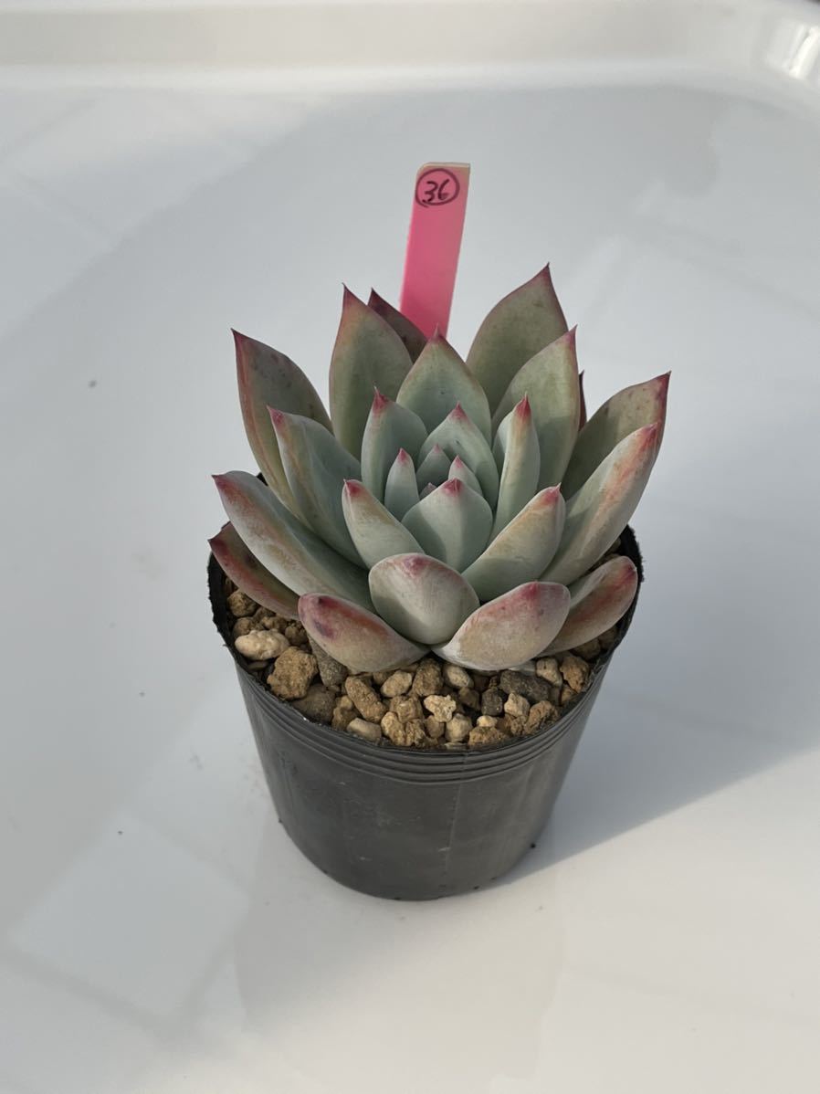 36.エケベリア ・多肉植物(実生苗) リンゼアナXコロラータタパルパ_3