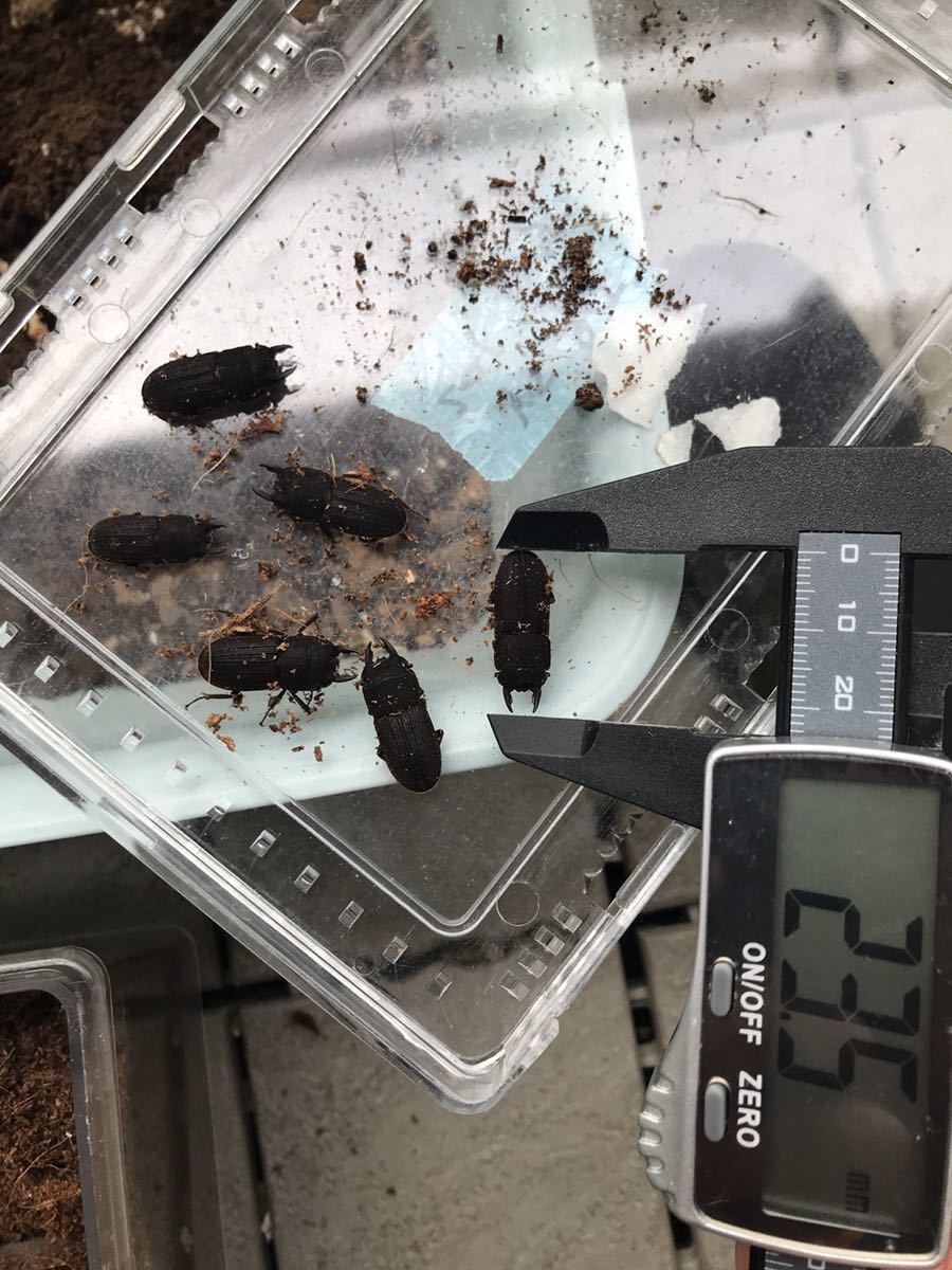 トランペット　マウスピース　バック　10 -１/２C GP ヤマトサビクワガタ 2ペア ！