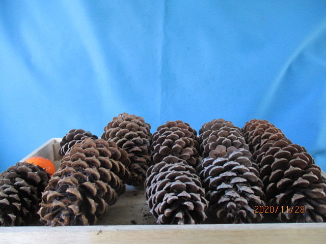 松ぼっくり 10個 クリスマス リースに まつぼっくり 正月飾りにも ハスの種15個 ユリ 売買されたオークション情報 Yahooの商品情報をアーカイブ公開 オークファン Aucfan Com