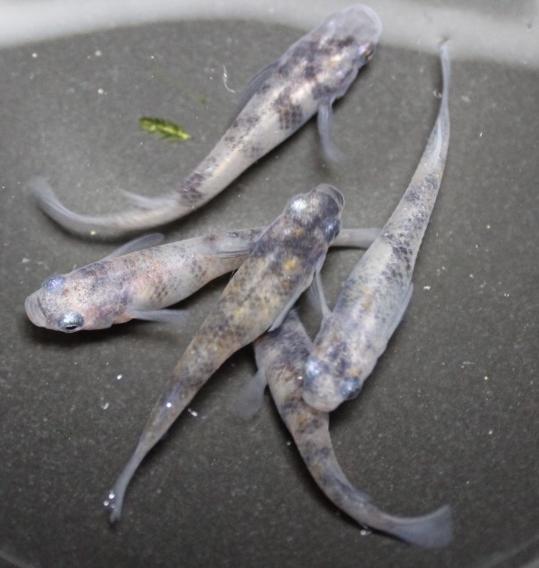 伊居太めだか 黒斑 白写り 非透明鱗 雲州三色メダカ あけぼのメダカ 雲あけ三色錦メダカ 2ペア A めだか 売買されたオークション情報 Yahooの商品情報をアーカイブ公開 オークファン Aucfan Com