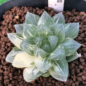 ハオルチア 花火のヤフオク の相場 価格を見る ヤフオク のハオルチア 花火のオークション売買情報は19件が掲載されています