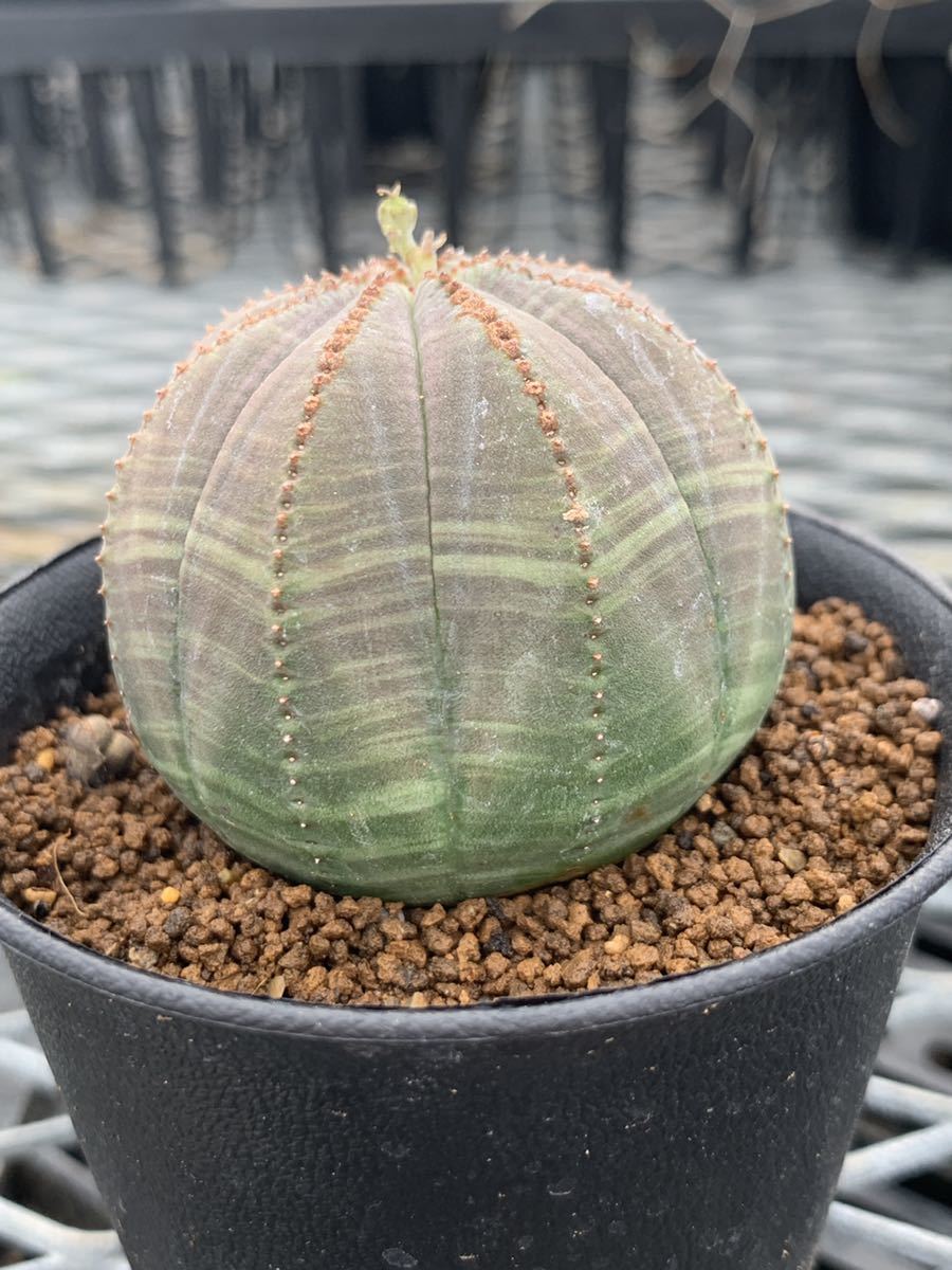 オベサ ユーフォルビア メス株 | ⁄ 見分け方、交配、種取り Obesa
