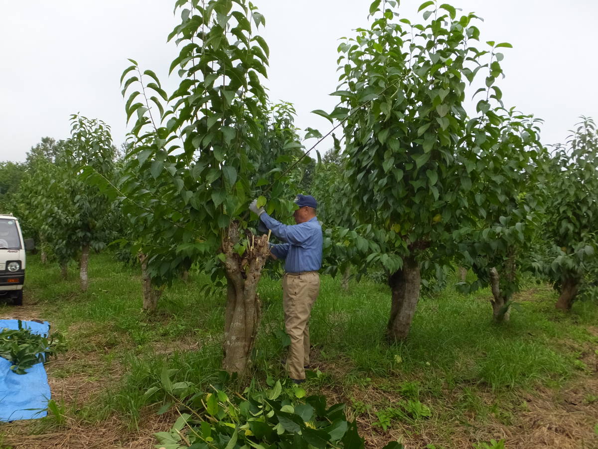 送料無料　有機栽培　杜仲茶　5g×30袋　有機JASオーガニック認証取得　生産農家です_3