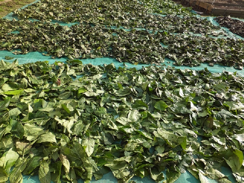 送料無料　有機栽培　杜仲茶　5g×30袋　有機JASオーガニック認証取得　生産農家です_4