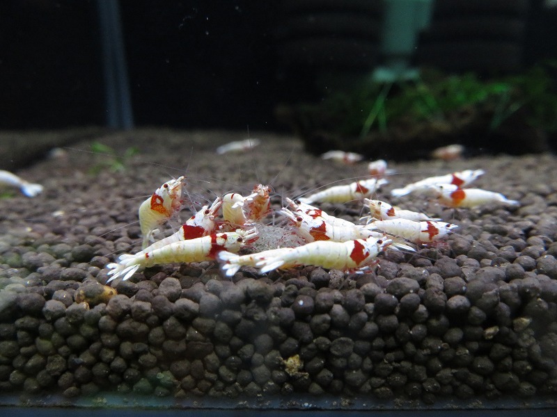 Gu＆Shrimp　きれいな！!モスラ赤足系紅白ビーシュリンプ25匹（補償含む） レッドビーシュリンプ モスラ レッド 「ビーシュリンプ」の落札相場・落札価格 Yahoo!オークション 北海道