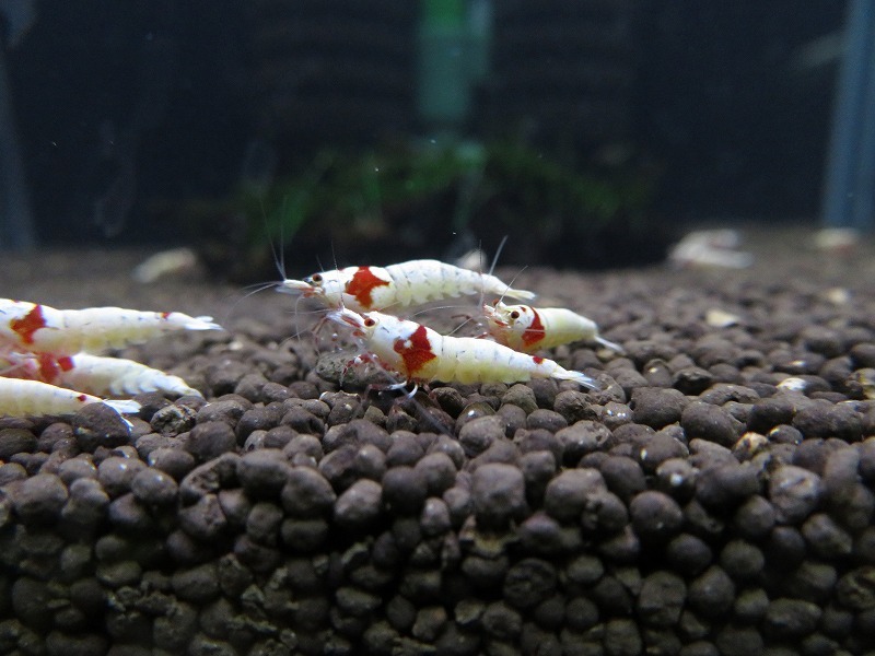 Gu＆Shrimp　きれいな！!モスラ赤足系紅白ビーシュリンプ25匹（補償含む） レッドビーシュリンプ モスラ レッド 「ビーシュリンプ」の落札相場・落札価格 Yahoo!オークション 北海道