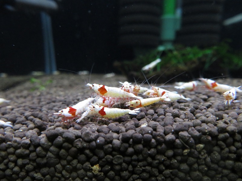 Gu＆Shrimp　きれいな！!モスラ赤足系紅白ビーシュリンプ25匹（補償含む） レッドビーシュリンプ モスラ レッド 「ビーシュリンプ」の落札相場・落札価格 Yahoo!オークション 北海道