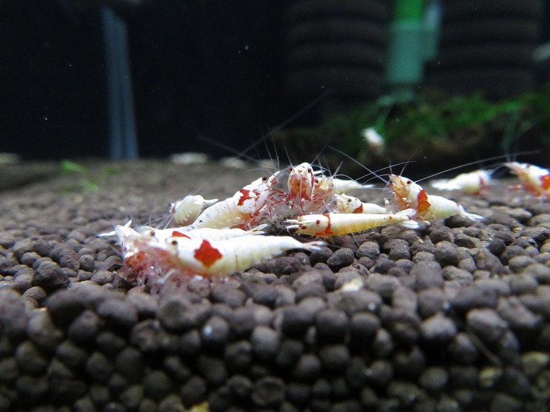 Gu＆Shrimp　きれいな！!モスラ赤足系紅白ビーシュリンプ25匹（補償含む） レッドビーシュリンプ モスラ レッド 「ビーシュリンプ」の落札相場・落札価格 Yahoo!オークション 北海道