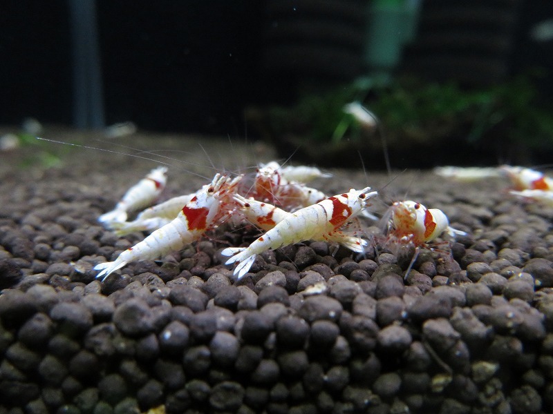 Gu＆Shrimp　きれいな！!モスラ赤足系紅白ビーシュリンプ25匹（補償含む） レッドビーシュリンプ モスラ レッド 「ビーシュリンプ」の落札相場・落札価格 Yahoo!オークション 北海道