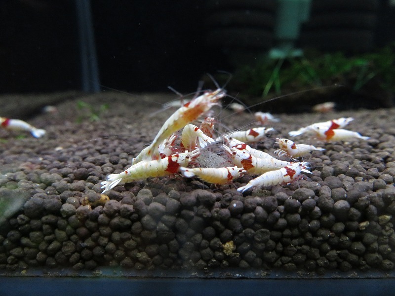 Gu＆Shrimp　きれいな！!モスラ赤足系紅白ビーシュリンプ25匹（補償含む） レッドビーシュリンプ モスラ レッド 「ビーシュリンプ」の落札相場・落札価格 Yahoo!オークション 北海道