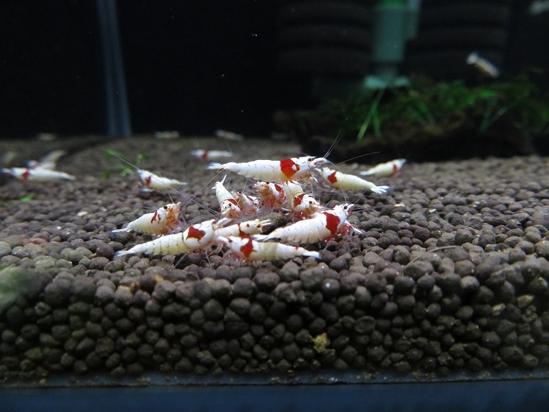 Gu＆Shrimp　きれいな！!モスラ赤足系紅白ビーシュリンプ25匹（補償含む） レッドビーシュリンプ モスラ レッド 「ビーシュリンプ」の落札相場・落札価格 Yahoo!オークション 北海道