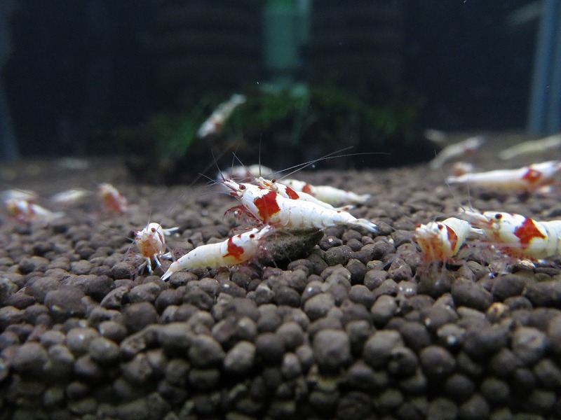 Gu＆Shrimp　きれいな！!モスラ赤足系紅白ビーシュリンプ25匹（補償含む） レッドビーシュリンプ モスラ レッド 「ビーシュリンプ」の落札相場・落札価格 Yahoo!オークション 北海道