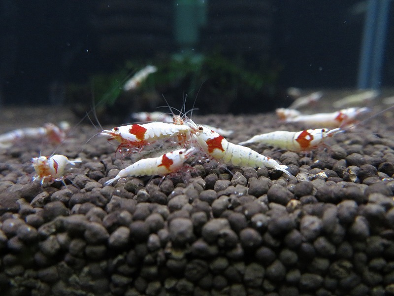 Gu＆Shrimp　きれいな！!モスラ赤足系紅白ビーシュリンプ25匹（補償含む） レッドビーシュリンプ モスラ レッド 「ビーシュリンプ」の落札相場・落札価格 Yahoo!オークション 北海道