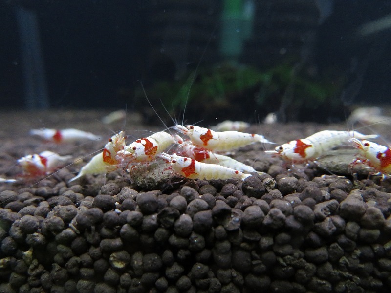 Gu＆Shrimp　きれいな！!モスラ赤足系紅白ビーシュリンプ25匹（補償含む） レッドビーシュリンプ モスラ レッド 「ビーシュリンプ」の落札相場・落札価格 Yahoo!オークション 北海道
