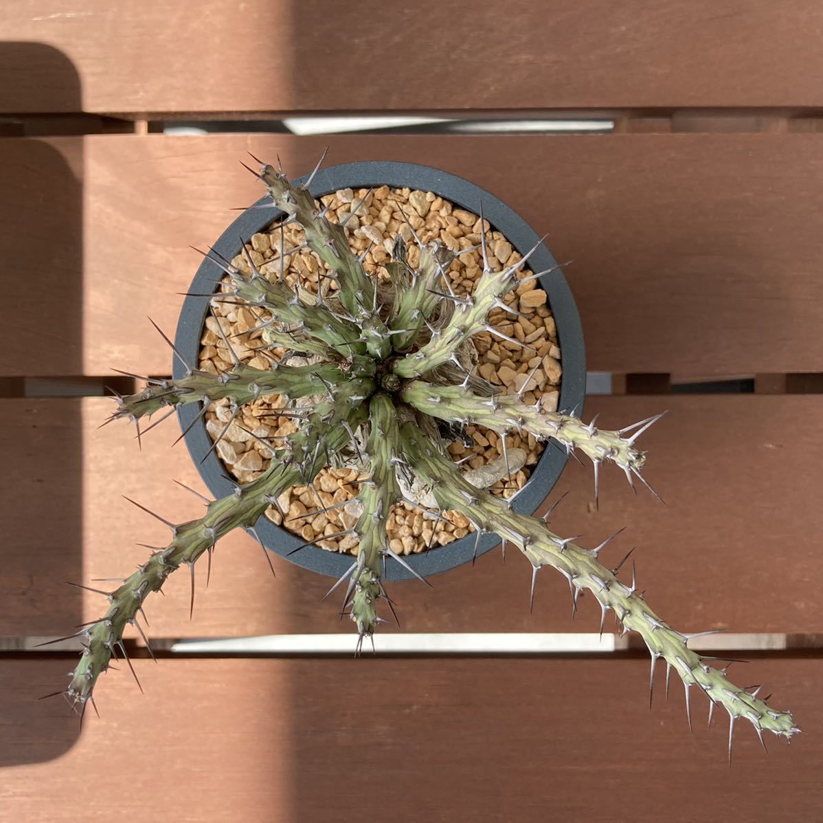 ユーフォルビア シミリラメア Euphorbia similiramea