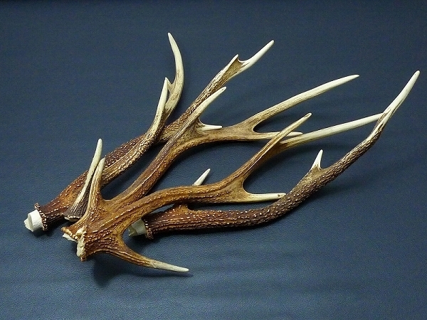 3 エゾシカ角5点 鹿角 総重量1405g 根付ナイフ彫刻材料牙緒締 東洋彫刻 売買されたオークション情報 Yahooの商品情報をアーカイブ公開 オークファン Aucfan Com