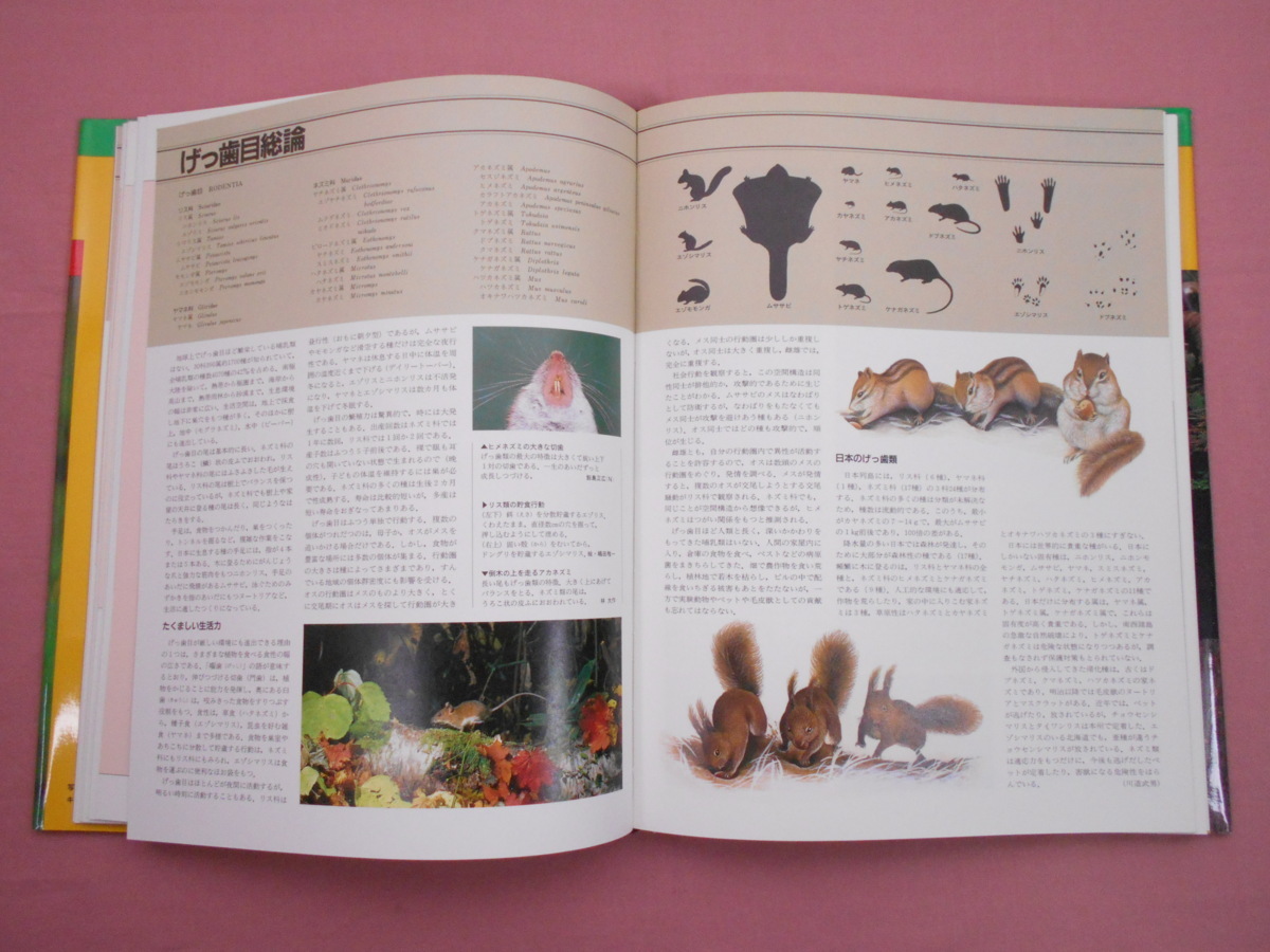 日本動物大百科 10巻＋別巻 あわせて全11冊セット - 哺乳類1・2/鳥類1