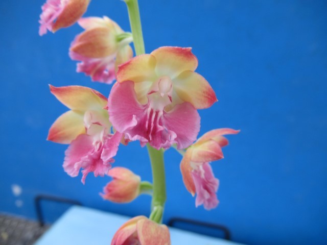 格安，高品質 80えびね欄 ３７２ 札落ち品 花幅27㎜程度 交配初花開花中 山野草エビネラン(ラン)｜売買されたオークション情報、yahooの商品情報をアーカイブ公開 - オークファン ラン