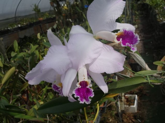 洋蘭原種カトレヤC mossiae semialba aquinii(fantasiatype