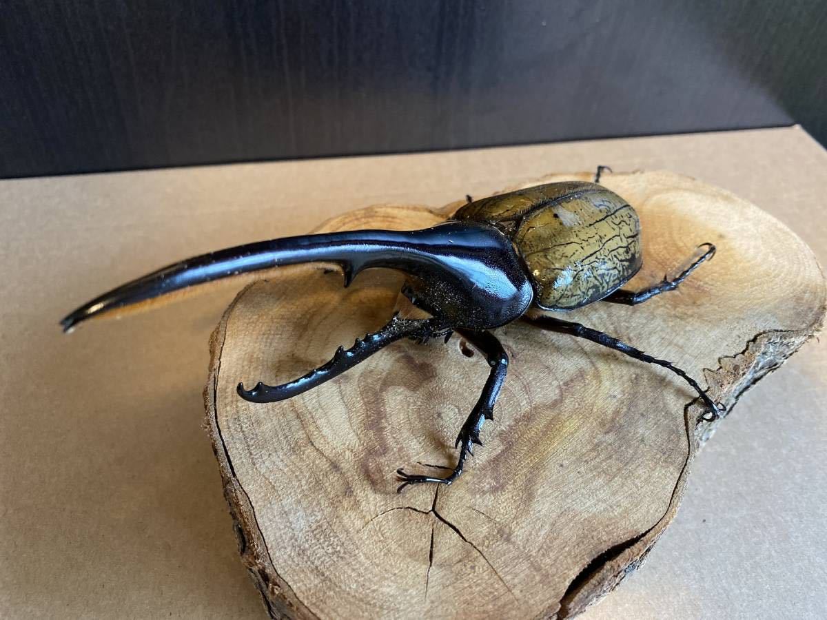 DHヘラクレス ♂156mm 単品 後食開始！無血統！4/2発送。 DH 