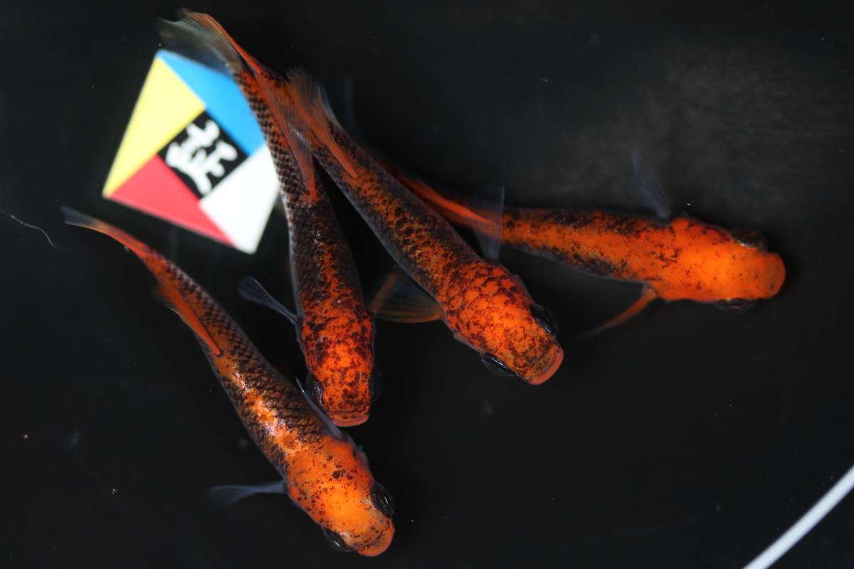 【伊達めだか 】紅薊めだか　２ペア（光体型） 