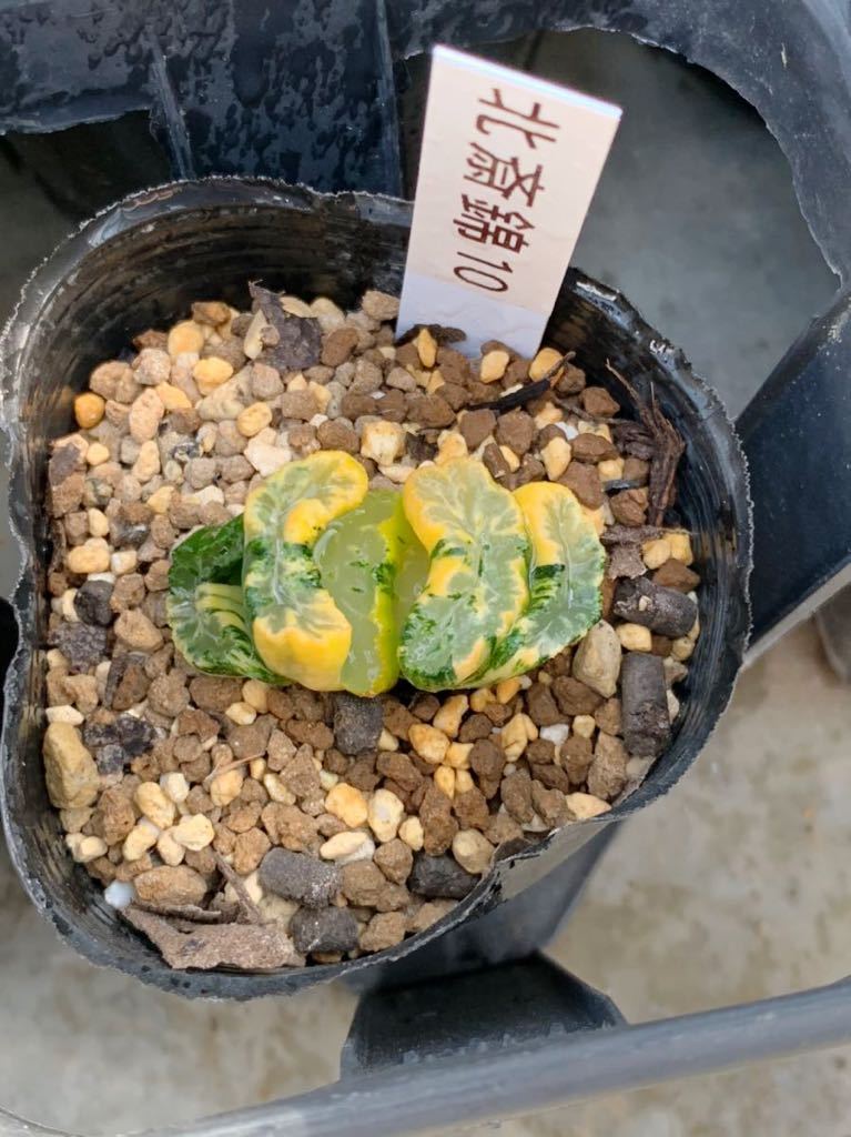 多肉植物】コノフィツム 関白【Conophytum】 | TEXASCLUBSOCCER.COM