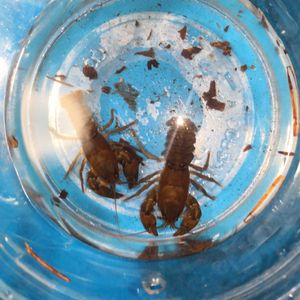 ニホンザリガニの平均価格は31 767円 ヤフオク 等のニホンザリガニのオークション売買情報は92件が掲載されています