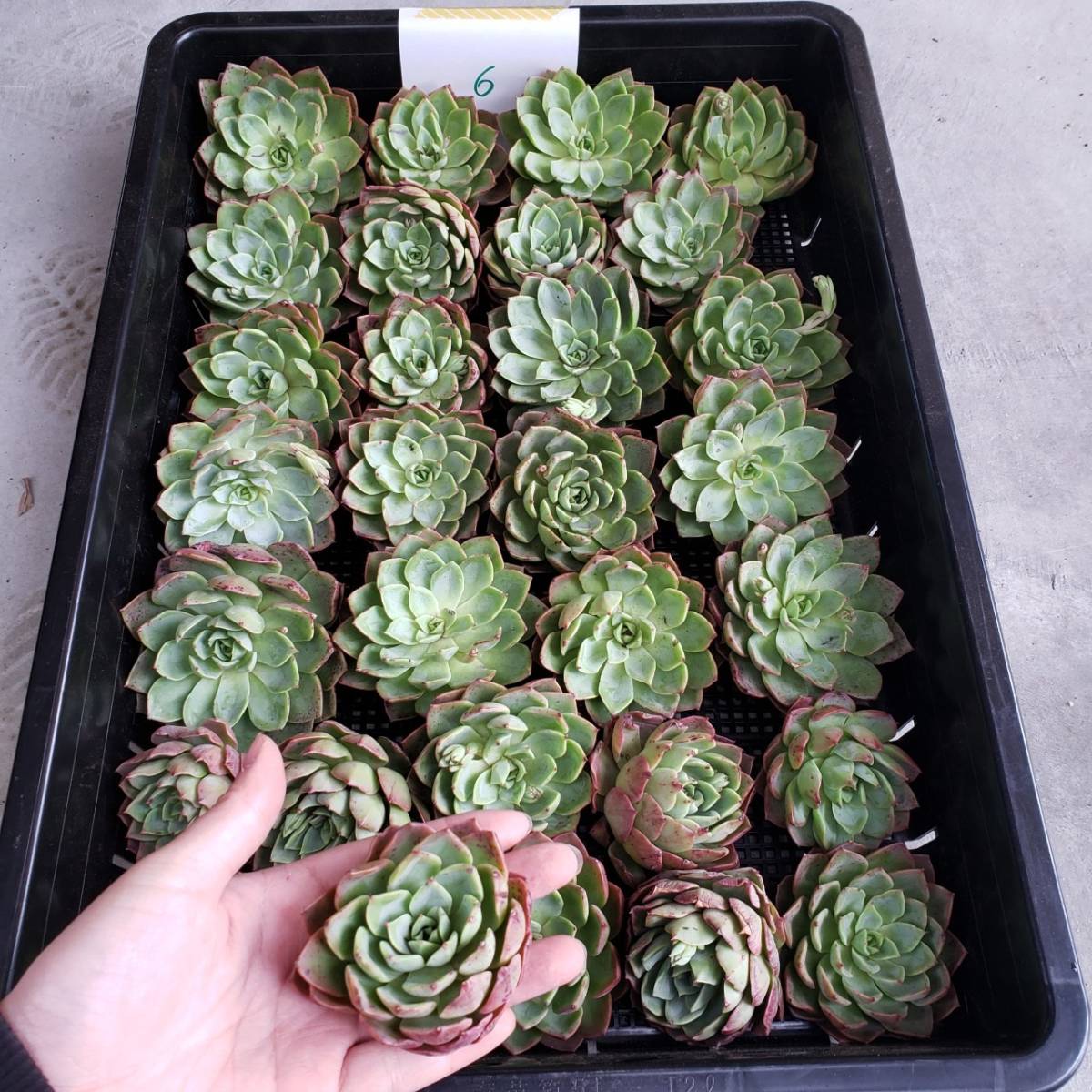 韓国多肉植物 韓国苗 エケベリア Echeveria 14 6bella Donna X Laulensis30個 岡山在庫 4 22岡山発送 サボテン 売買されたオークション情報 Yahooの商品情報をアーカイブ公開 オークファン Aucfan Com