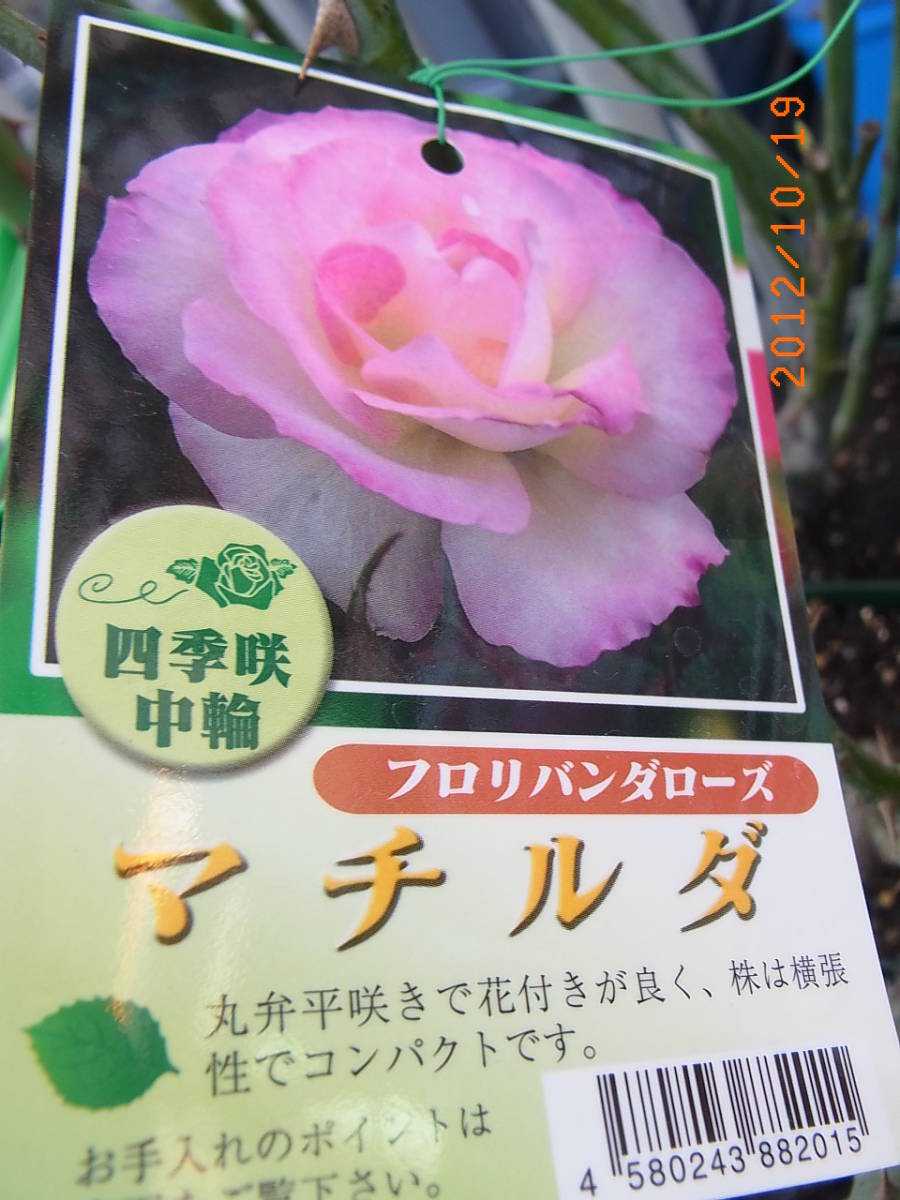 5725 マチルダ 四季咲中輪八重咲 多花性 清楚 可憐な花 5号 バラ 売買されたオークション情報 Yahooの商品情報をアーカイブ公開 オークファン Aucfan Com