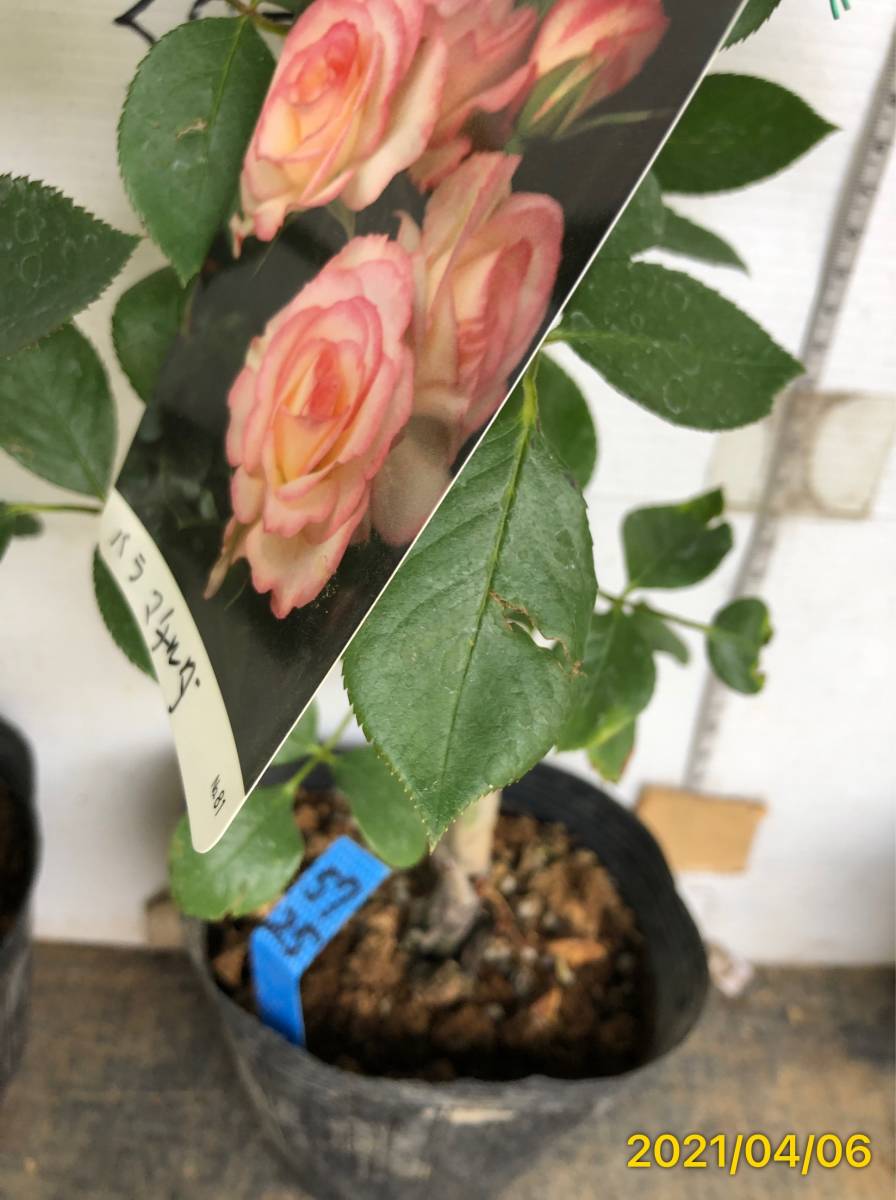5725 マチルダ 四季咲中輪八重咲 多花性 清楚 可憐な花 5号 バラ 売買されたオークション情報 Yahooの商品情報をアーカイブ公開 オークファン Aucfan Com