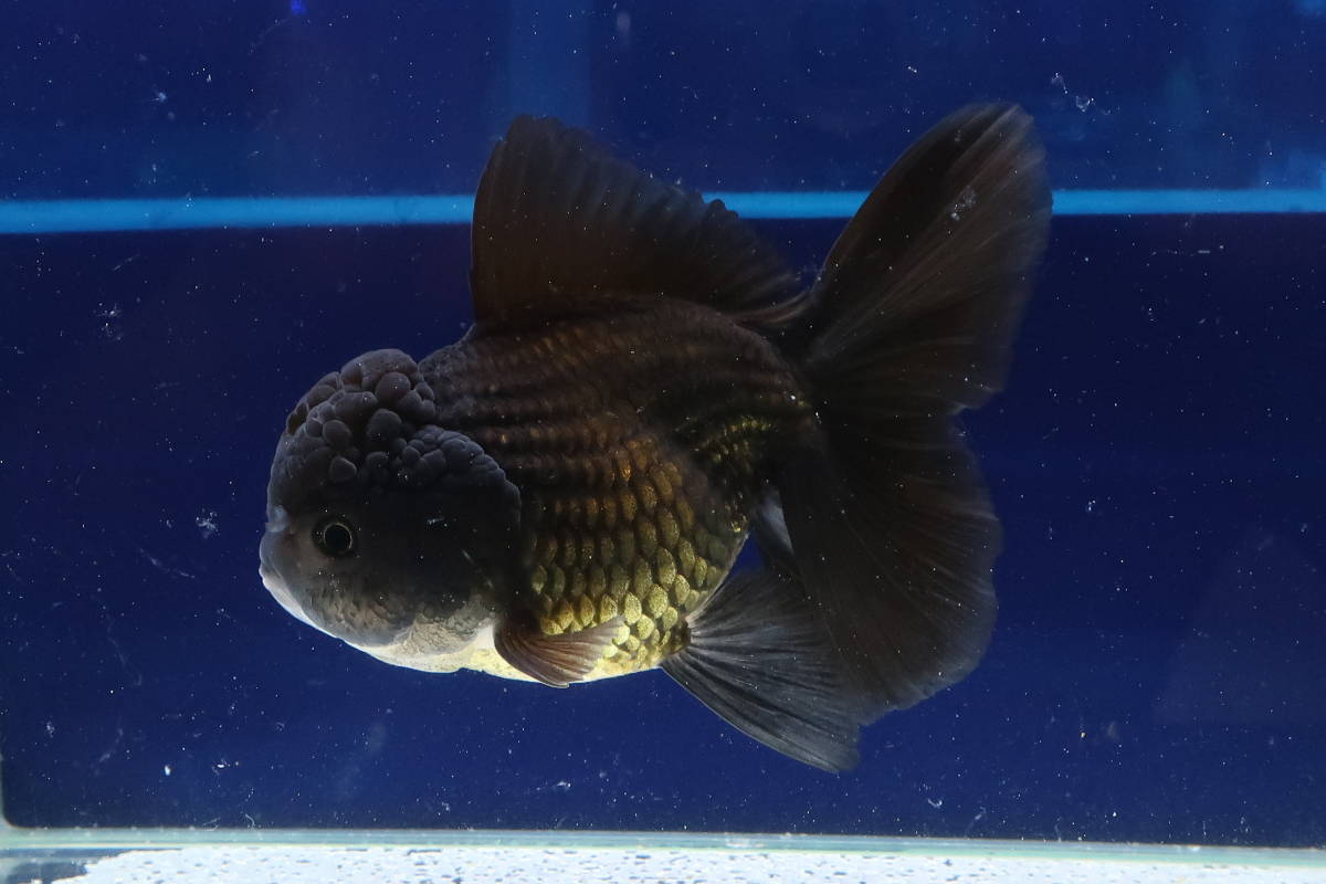 146＜water-flap＞タイ産　オランダシシガシラ　ハーフムーンテール　ブラック