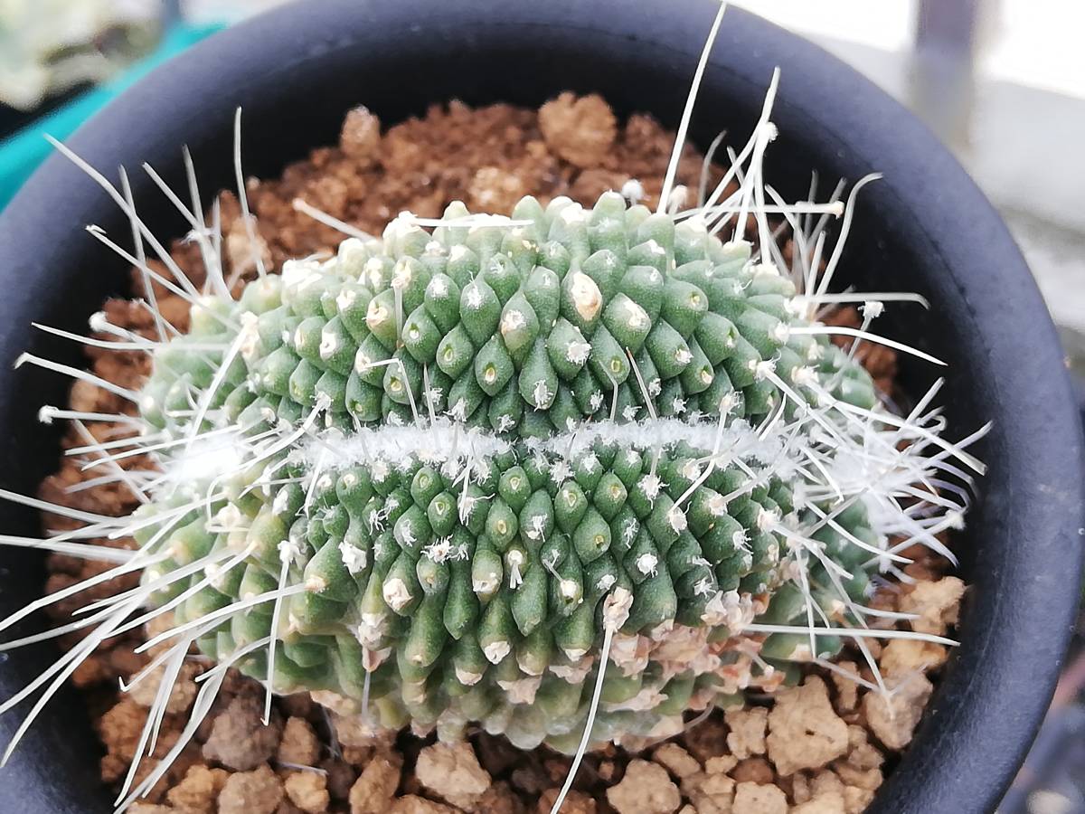 ぺてぃのお店 マミラリア ピコ モンスト ピコモン サボテン 売買されたオークション情報 Yahooの商品情報をアーカイブ公開 オークファン Aucfan Com ぺてぃのお店 マミラリア ピコ モンスト ピコモン サボテン 売買されたオークション情報 Yahooの商品情報をアーカイブ公開 オークファン Aucfan Com