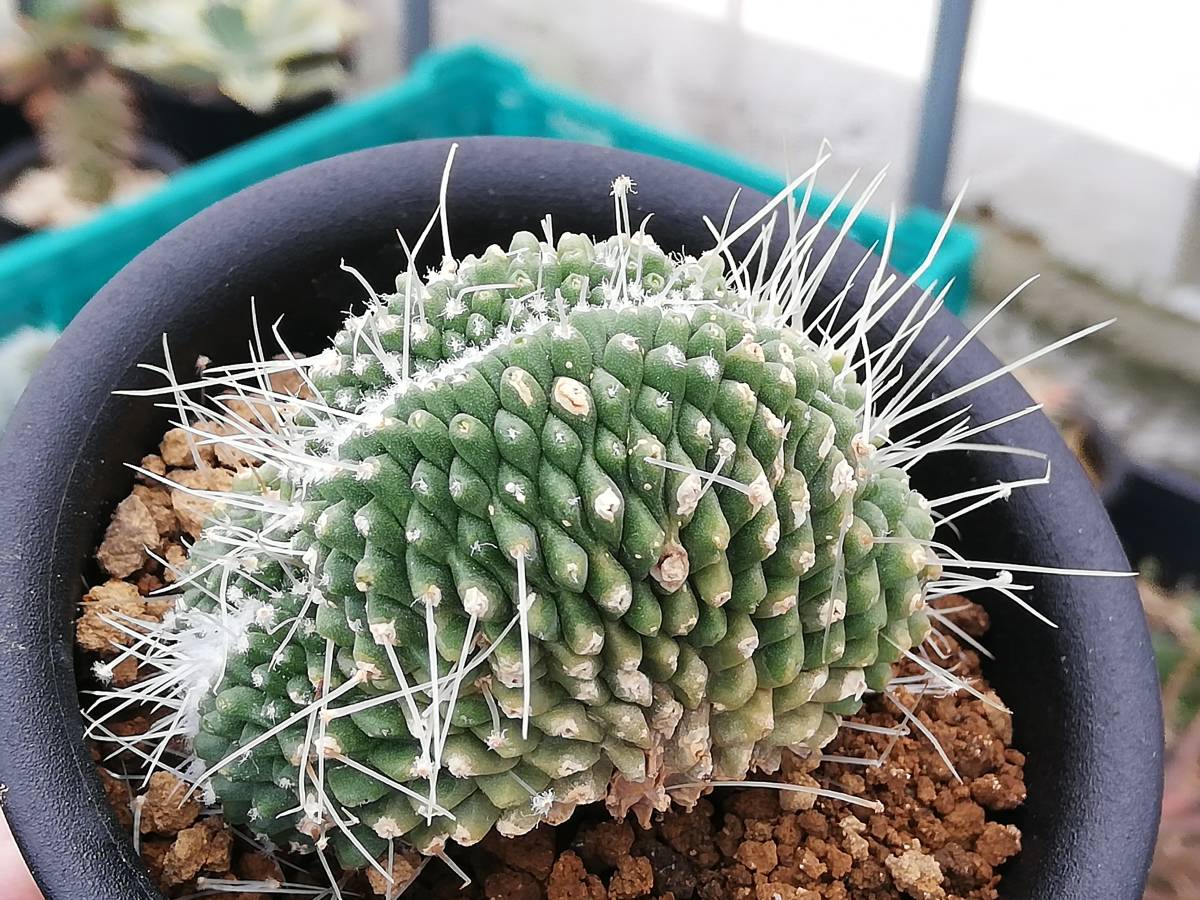 ぺてぃのお店 マミラリア ピコ モンスト ピコモン サボテン 売買されたオークション情報 Yahooの商品情報をアーカイブ公開 オークファン Aucfan Com ぺてぃのお店 マミラリア ピコ モンスト ピコモン サボテン 売買されたオークション情報 Yahooの商品情報をアーカイブ公開 オークファン Aucfan Com