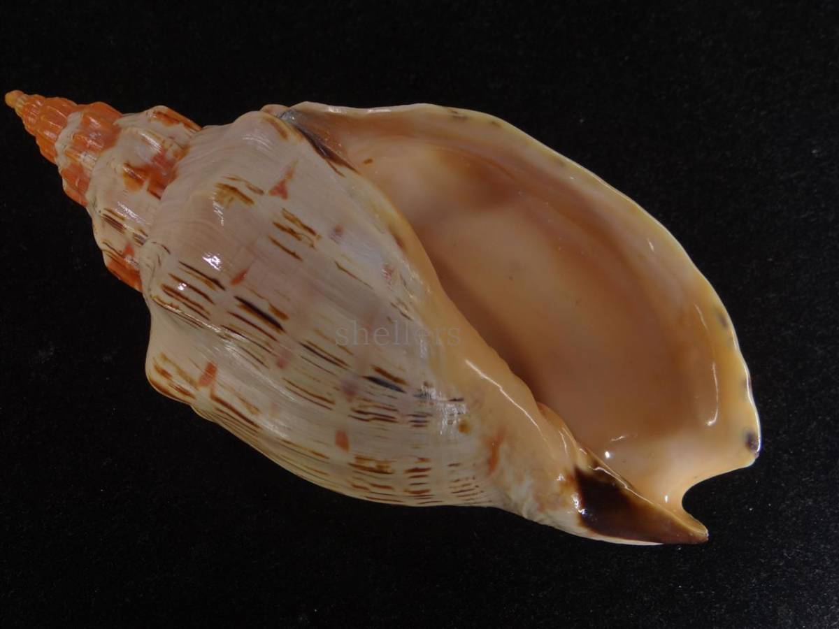 巨大 ヤシ貝 巻貝 天然物 30×22×15cm 1480ｇ 自然標本 オブジェ ヤシ貝 M ドライフラワー卸売り販売のミルキーウェイ