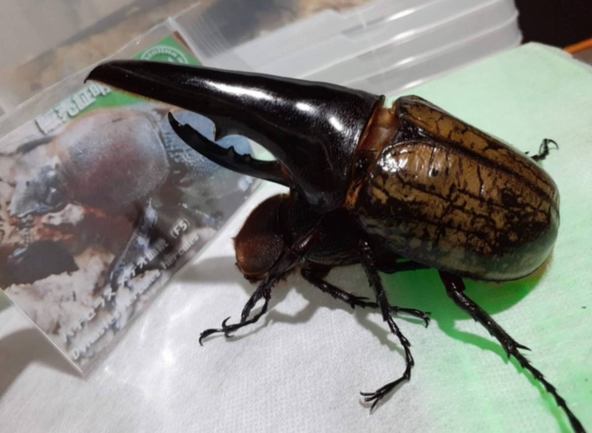 C68メテオ Bull メス単品 極短極太 インライン 新成虫 ヘラクレスヘラクレス ヘラクレス 成虫 Dhヘラクレス ヘラクレスオオカブト 外国産 売買されたオークション情報 Yahooの商品情報をアーカイブ公開 オークファン Aucfan Com