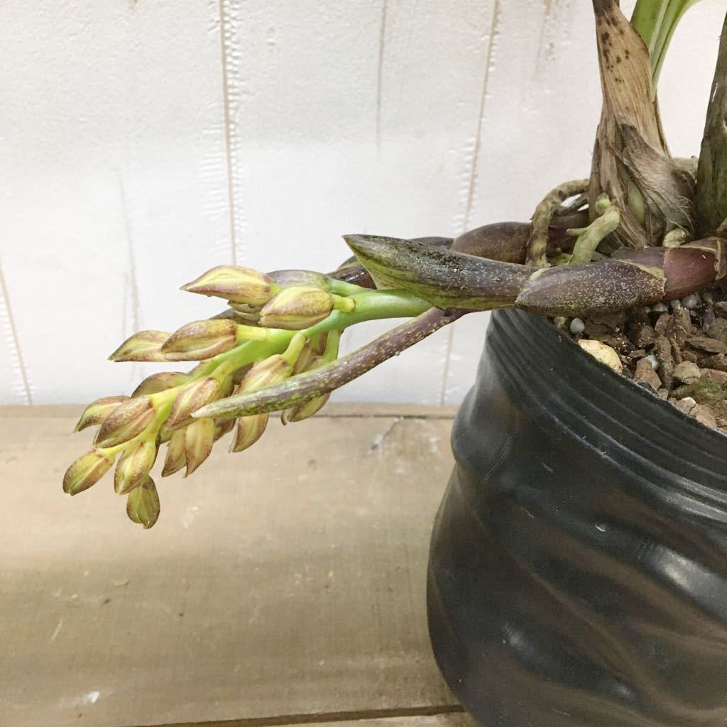 花芽2 キンリョウヘン シンビジューム デボニアナム タイガーテイル Cym Devonianum Tiger Tail 4号 ラン 売買されたオークション情報 Yahooの商品情報をアーカイブ公開 オークファン Aucfan Com