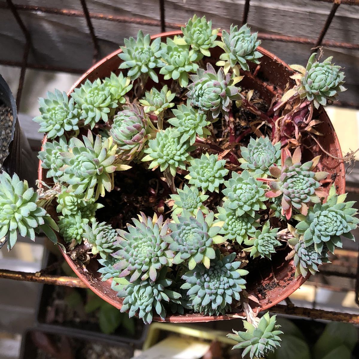 多肉植物 セダム属 シルバーストーン サボテン 売買されたオークション情報 Yahooの商品情報をアーカイブ公開 オークファン Aucfan Com